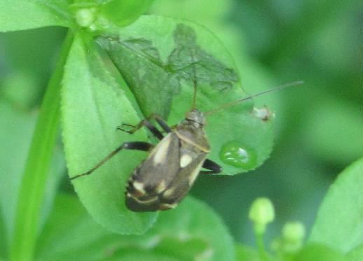 Miridae: Polymerus (Poecyloscitus) palustris del Biellese